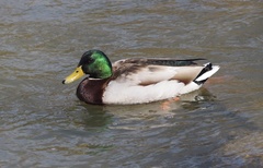 Anas platyrhynchos