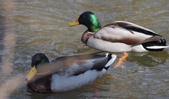 Anas platyrhynchos