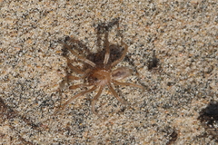 Aptostichus chemehuevi