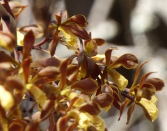 Encyclia candollei