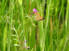 Carterocephalus skada