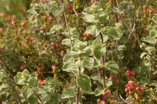 Biblical-hyssop (Origanum syriacum)