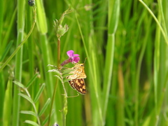 Carterocephalus skada