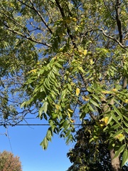 Juglans nigra