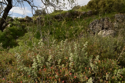 Image of Origanum syriacum by (c) Mitch Van Dyke, some rights reserved (CC BY)