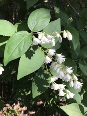 Deutzia scabra
