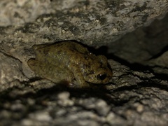 Eleutherodactylus flavescens