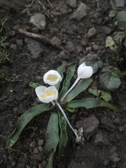 Weldenia candida