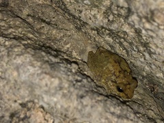 Eleutherodactylus flavescens