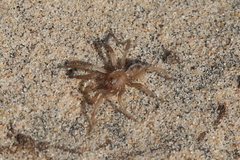 Aptostichus chemehuevi