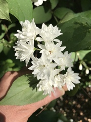 Deutzia scabra