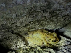 Eleutherodactylus flavescens