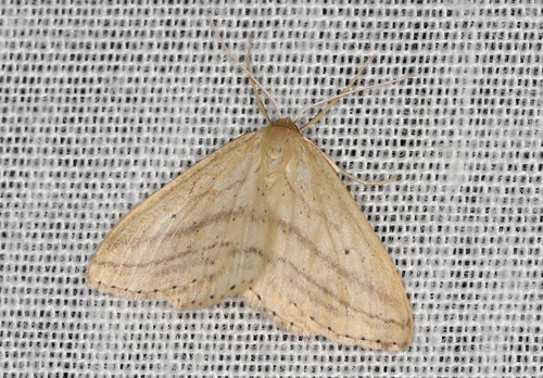 Scopula loxosema