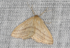 Scopula loxosema