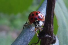 Harmonia axyridis