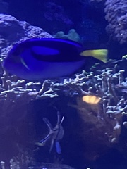 Paracanthurus