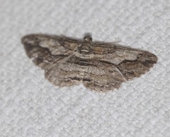Syneora strixata