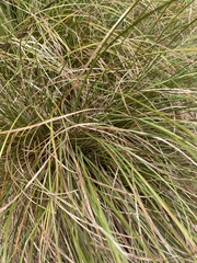 Carex testacea