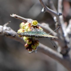 Callophrys mcfarlandi