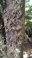 Exidia novozealandica