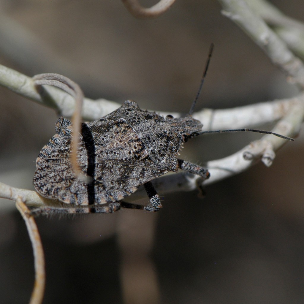 Rough Stink Bugs from Albuquerque, NM, USA on April 2, 2022 at 0101 PM