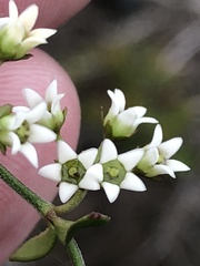 Astephanus triflorus