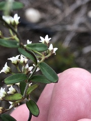Astephanus triflorus