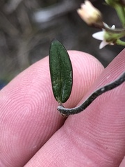 Astephanus triflorus