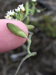 Astephanus triflorus