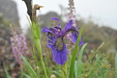 Iris bulleyana