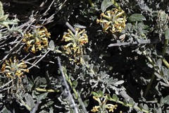 Mulguraea ligustrina