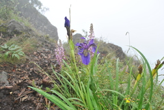 Iris bulleyana