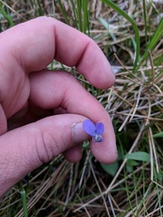 Viola nephrophylla