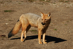 Lycalopex culpaeus culpaeus