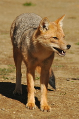 Lycalopex culpaeus culpaeus