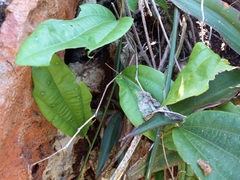 Passiflora intricata