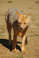 Lycalopex culpaeus culpaeus