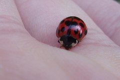 Harmonia axyridis