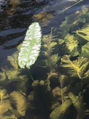 Nuphar sagittifolia