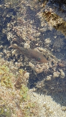 Canthigaster punctatissima