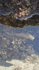 Canthigaster punctatissima