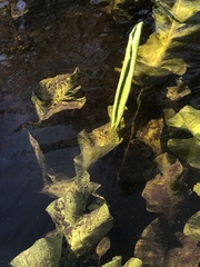 Nuphar sagittifolia