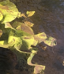 Nuphar sagittifolia