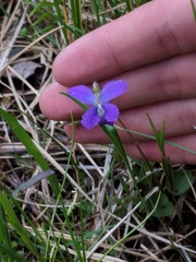 Viola nephrophylla