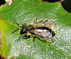 Osmia cornifrons
