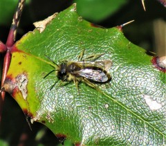Osmia cornifrons