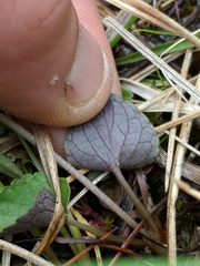 Viola nephrophylla