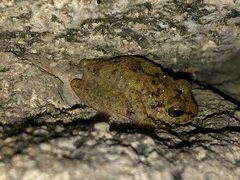 Eleutherodactylus flavescens