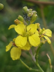 Sinapidendron angustifolium