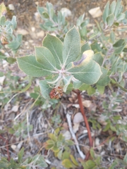 Arctostaphylos nortensis